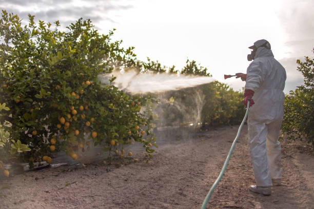 Best Termite Control Services  in Elysburg, PA