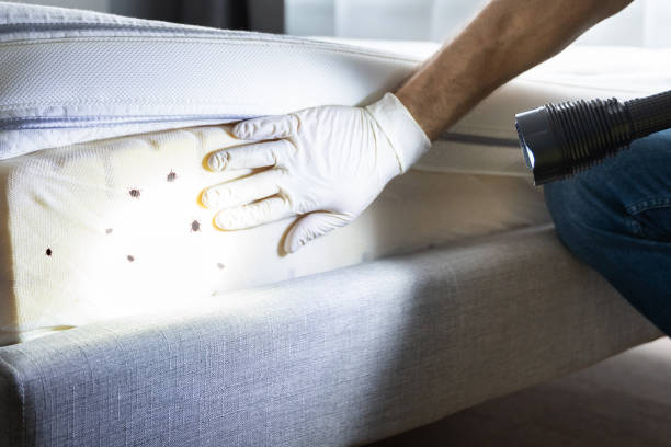 Best Wasp Removal Services  in Elysburg, PA